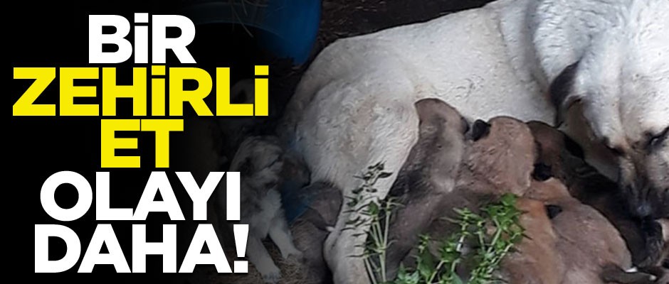 Bir zehirli et olayı daha!
