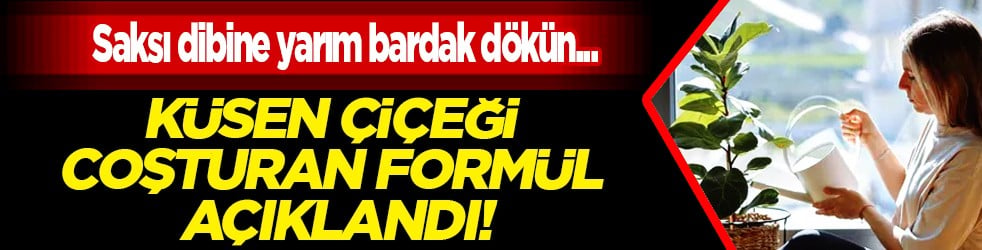 Bitki uzmanları formülü açıkladı: Saksı dibine yarım bardak dökün: Etkisi müthiş!