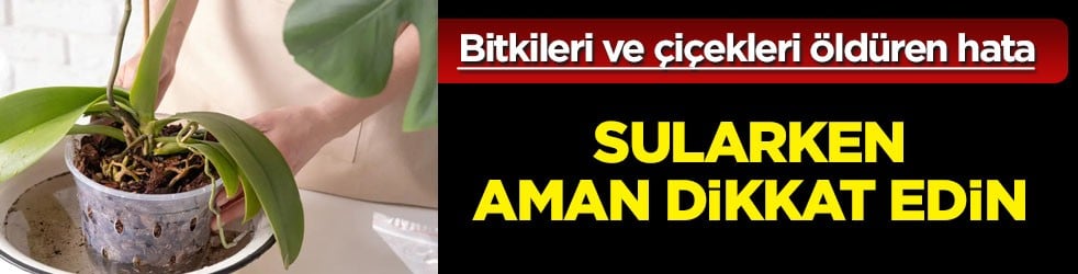Bitkileri ve çiçekleri öldüren 3 sulama hatası: 4 gün düzenli uygulama olmadan olmaz yoksa çiçek bile çıkarmaz