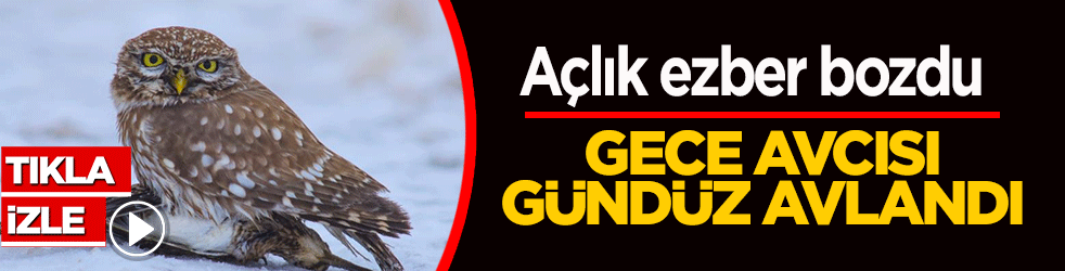 Bitlis’te doğa şaşırttı: Açlık ezber bozdu, gece avcısı gündüz avlandı