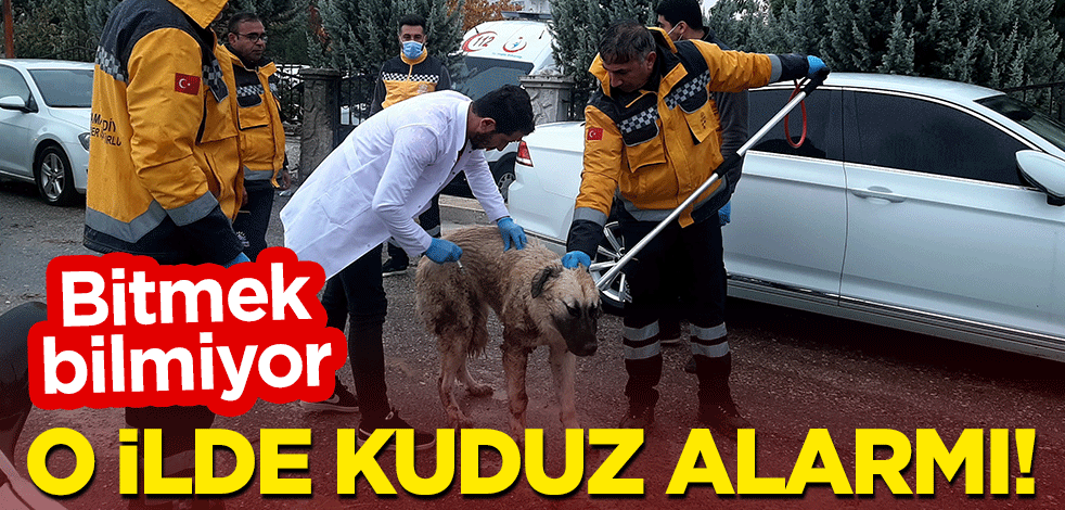 Bitmek bilmiyor: O ilde kuduz alarmı!