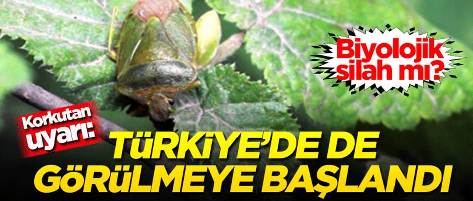 Biyolojik silah mı? Korkutan uyarı: Türkiye'de de görülmeye başlandı