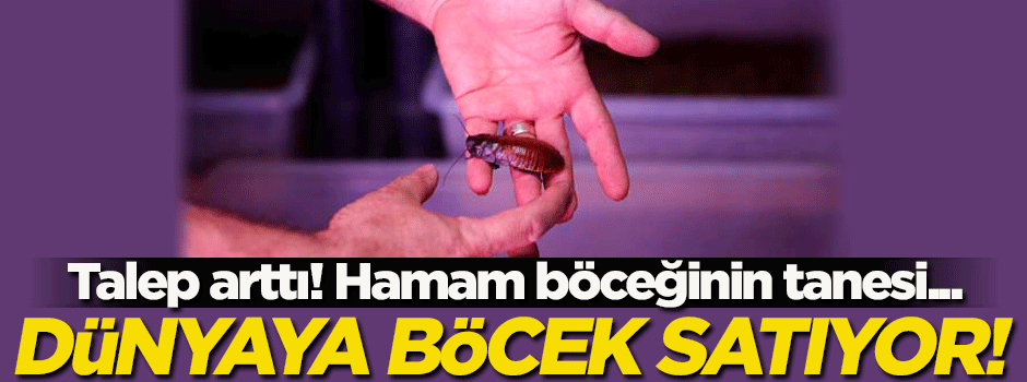 Antalya'da böcek çiftliği kurdu! Şimdi yurt dışına satıyor...