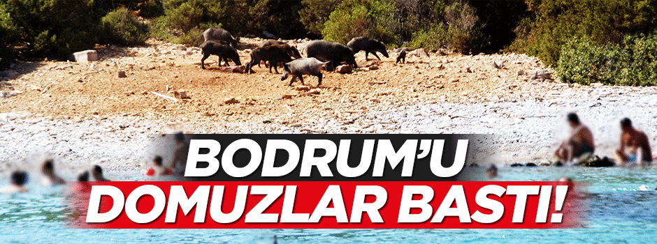 Bodrum'u domuzlar bastı!