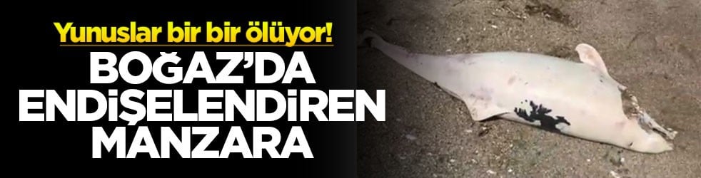 Boğaz’da endişelendiren manzara: Yunuslar bir bir ölüyor