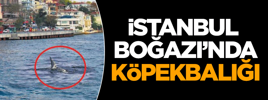 Boğaz'da köpekbalığı!