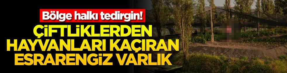 Bölge halkı tedirgin! Çiftliklerden hayvanları kaçıran esrarengiz varlık