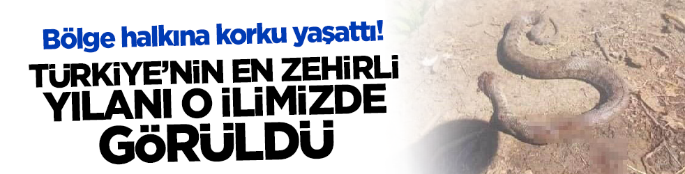 Bölge halkına korku yaşattı! Türkiye'nin en zehirli yılanı o ilimizde görüldü