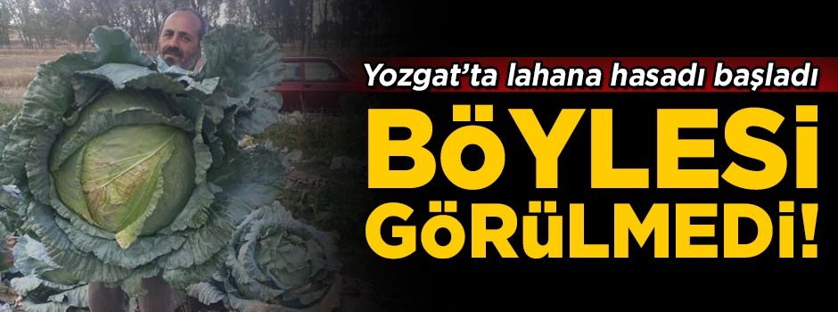 Böylesi daha önce görülmedi! Dev lahanalar şaşkına çeviriyor