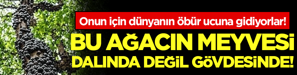 Bu ağacın meyvesi gövdesinde: Turistler onun için dünyanın öbür ucuna gidiyor!