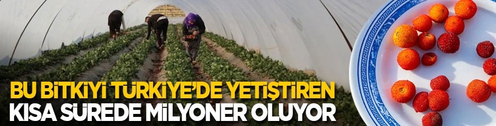 Bu bitkiyi Türkiye’de yetiştiren kısa sürede milyoner oluyor