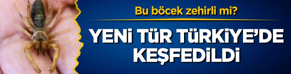Bu böcek zehirli mi? Yeni tür Türkiye'de keşfedildi