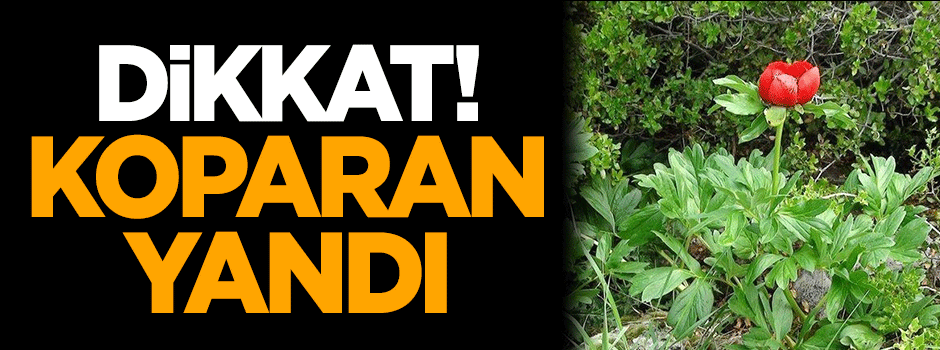 Bu çiçeği koparan yandı