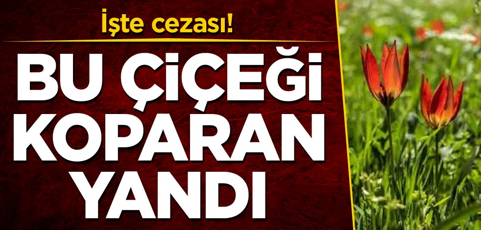 Bu çiçeği koparan yandı! İşte cezası