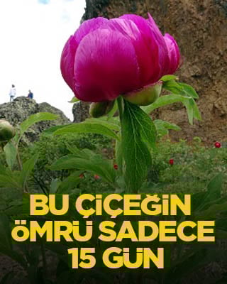 Bu çiçeğin ömrü sadece 15 gün