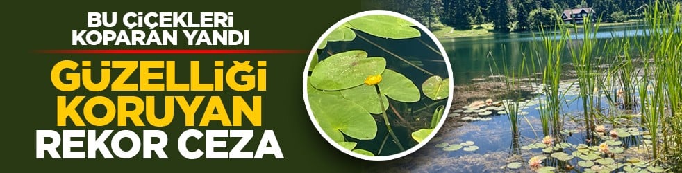 Bu çiçekleri koparan yandı: Güzelliği koruyan rekor ceza