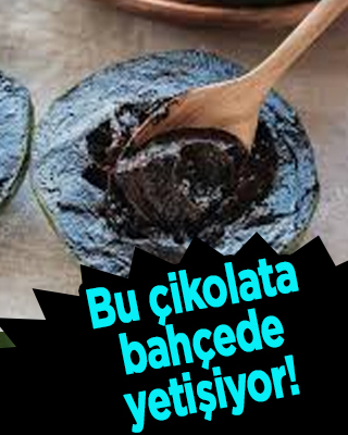 Bu çikolata bahçede yetişiyor!