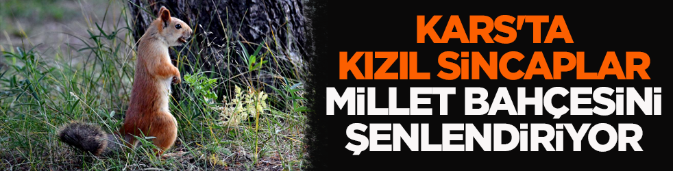 Bu da Kars’ın kızıl sincabı! Millet bahçesini şenlendiriyor