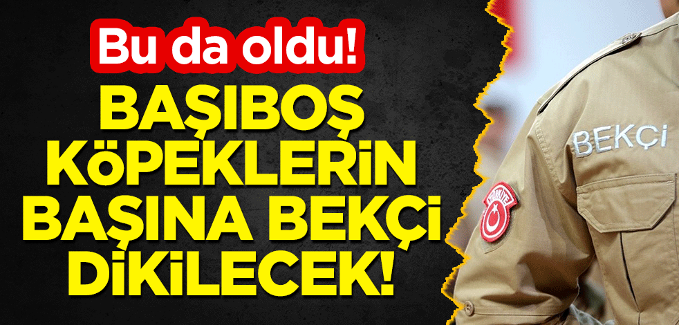 Bu da oldu! Başıboş köpeklerin başına bekçi dikilecek!