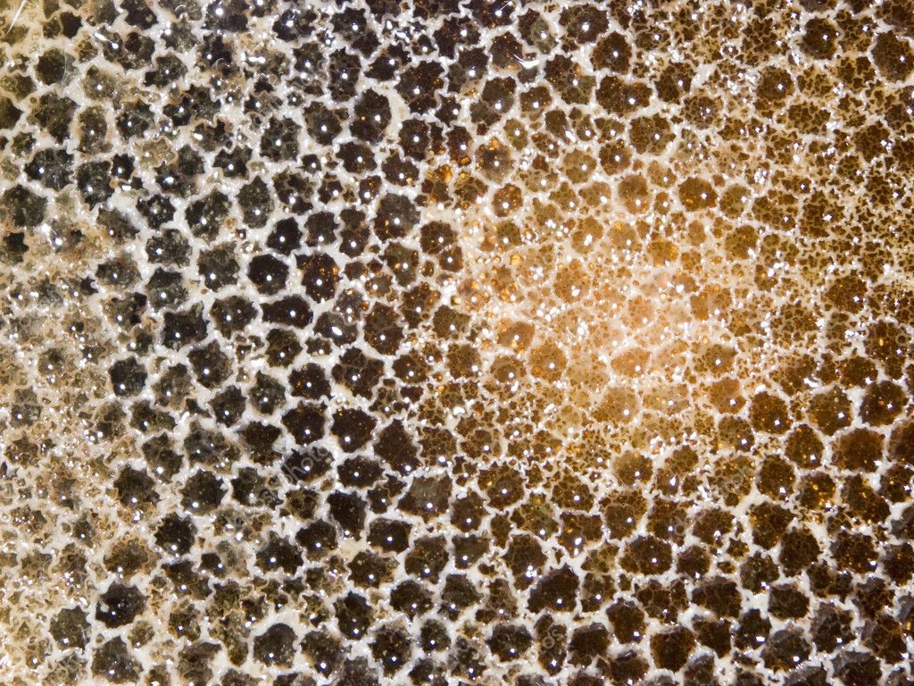 Bu fotoğraftan rahatsız olduysanız "tripofobi" hastasısınız