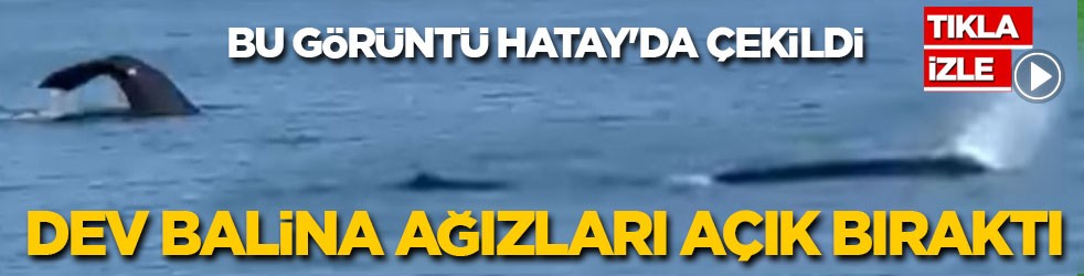 Bu görüntü Hatay'da çekildi! Dev balina ağızları açık bıraktı