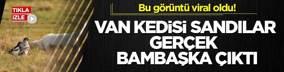 Bu görüntü viral oldu! Van kedisi sandılar, gerçek bambaşka çıktı