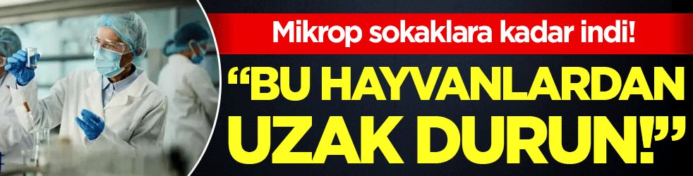Mikrop sokaklara kadar indi: 'Bu hayvanlardan uzak durun!'