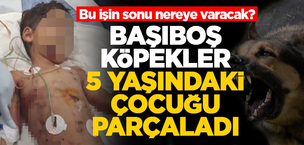 Bu işin sonu nereye varacak? Başıboş köpekler 5 yaşındaki çocuğu parçaladı