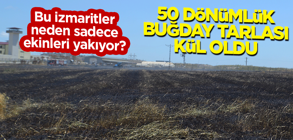 Bu izmaritler neden sadece ekinleri yakıyor? 50 dönümlük buğday tarlası kül oldu