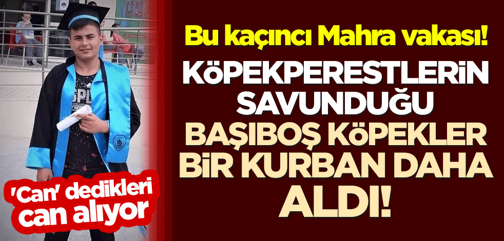 Bu kaçıncı Mahra vakası! Köpekperestlerin savunduğu başıboş köpekler, bir kurban daha aldı! 'Can' dedikleri can alıyor