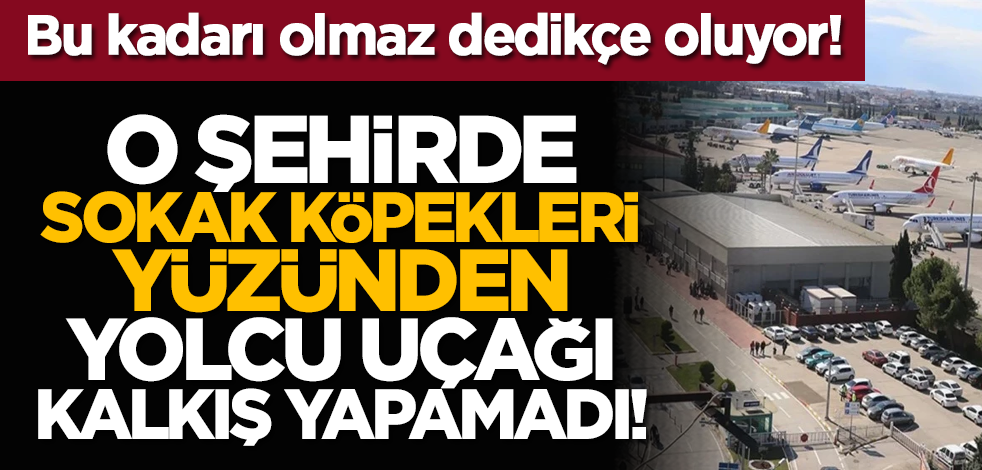 Bu kadarı olmaz dedikçe oluyor! Sokak köpekleri yüzünden yolcu uçağı kalkış yapamadı!