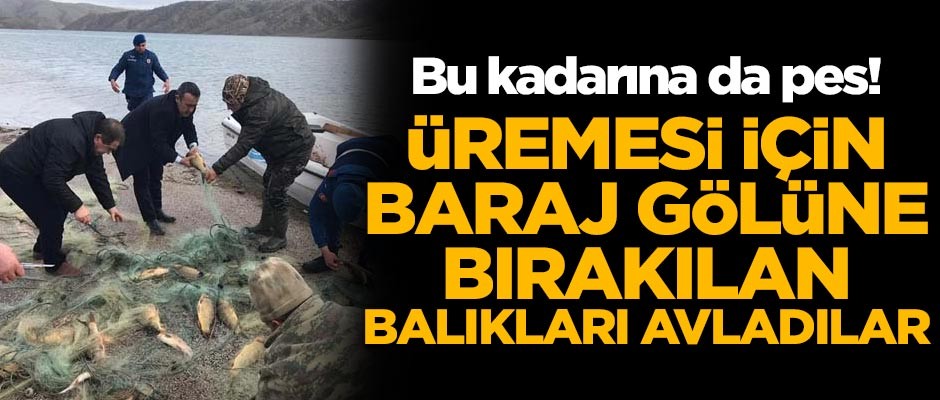 Bu kadarına da pes! Üremesi için baraj gölüne atılan balıkları avladılar
