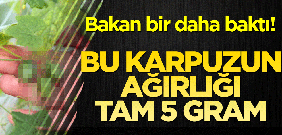 Bu karpuzun ağırlığı tam 5 gram! Görenler şoke oldu