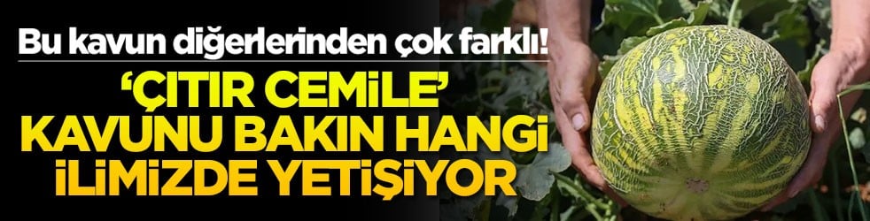 Bu kavun diğerlerinden çok farklı! ‘Çıtır Cemile’ kavunu bakın hangi ilimizde yetişiyor