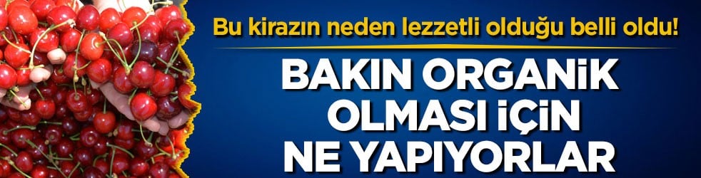 Bu kirazın neden lezzetli olduğu belli oldu! Bakın organik olması için ne yapıyorlar