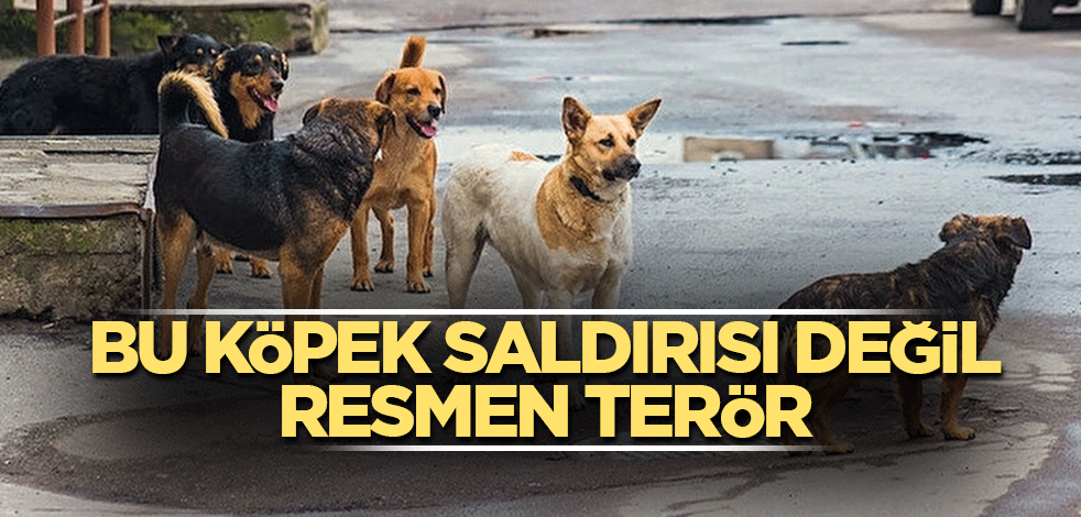 Bu köpek saldırısı değil resmen terör