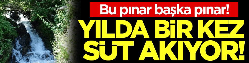 Bu pınar başka pınar: Yılda bir kez süt akıyor! 
