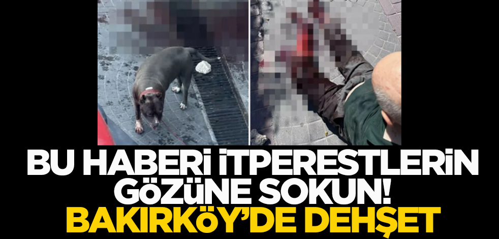 Bu rezaleti itperestlerin gözüne sokun! Bakırköy'de başıboş pitbull dehşeti