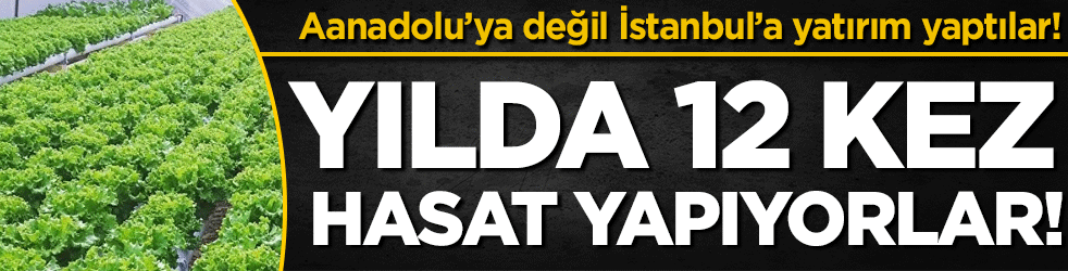 Bu sefer Anadolu'ya değil İstanbul'a: Yılda 12 kez hasat yapıyorlar!