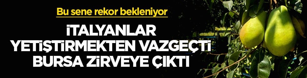 Bu sene rekor bekleniyor! İtalyanlar yetiştirmekten vazgeçti, Bursa zirveye çıktı