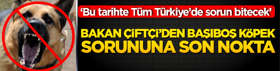 ‘Bu tarihte Tüm Türkiye’de sorun bitecek’ Çifti’den Başıboş köpek sorununa son nokta