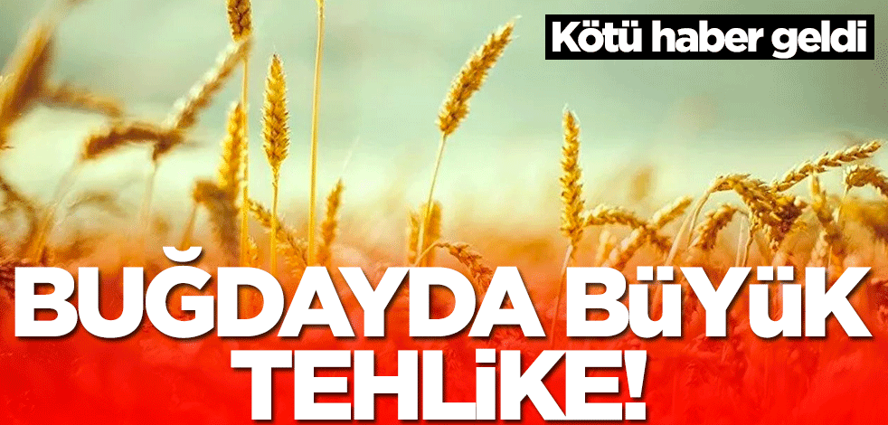 Buğdayda büyük tehlike! Kötü haber geldi