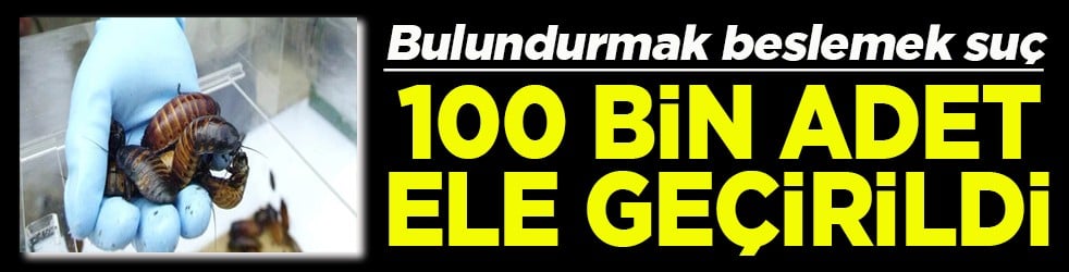 Bulundurmak beslemek suç 100 bin adet ele geçirildi