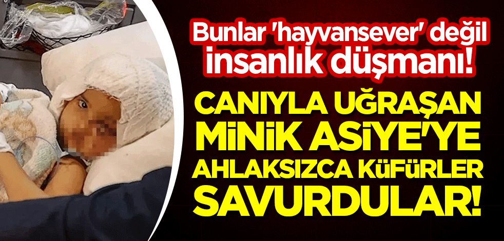 Bunlar 'hayvansever' değil insanlık düşmanı! Canıyla uğraşan minik Asiye'ye ahlaksızca küfürler savurdular!