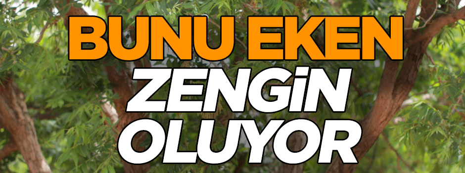 Bunu eken zengin oluyor
