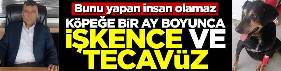 Bunu yapan insan olamaz! Köpeğe bir ay boyunca işkence ve tecavüz