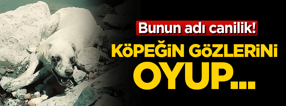 Bunun adı canilik! Köpeğin gözlerini oyup...
