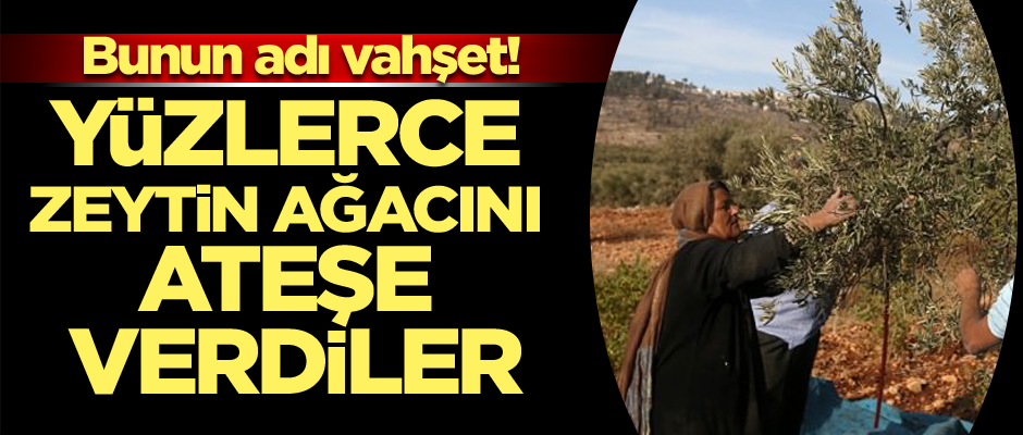 Bunun adı vahşet! Yüzlerce zeytin ağacını ateşe verdiler