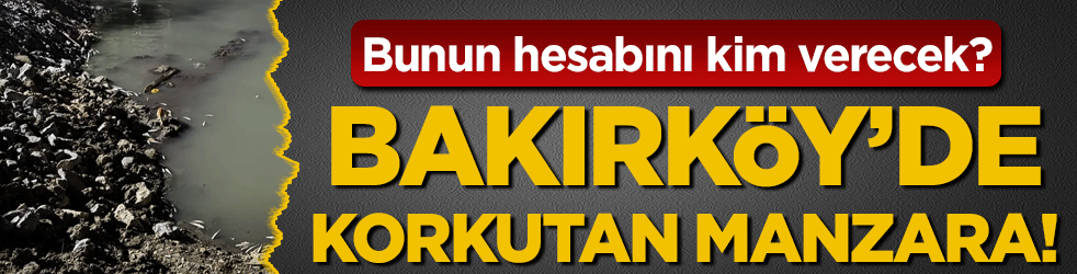 Bunun hesabını kim verecek? Binlercesi kıyıya vurdu!