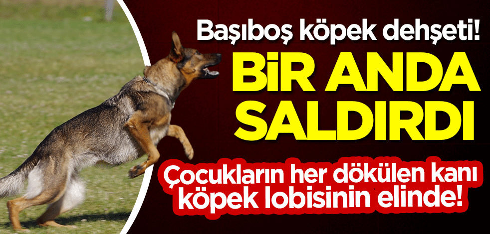 Bursa'da başıboş köpek dehşeti! Kurt köpeği bir anda saldırdı